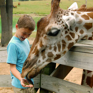Kid feeding giraffe at the Metro Richmond Zoo