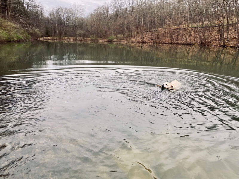 White Dog with a stick in its mouth swimming through a pond